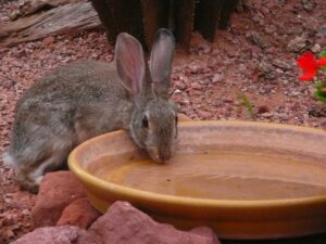 wild rabbit drinking water