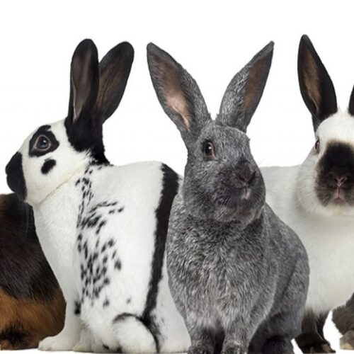 best rabbit breeds for first time owners