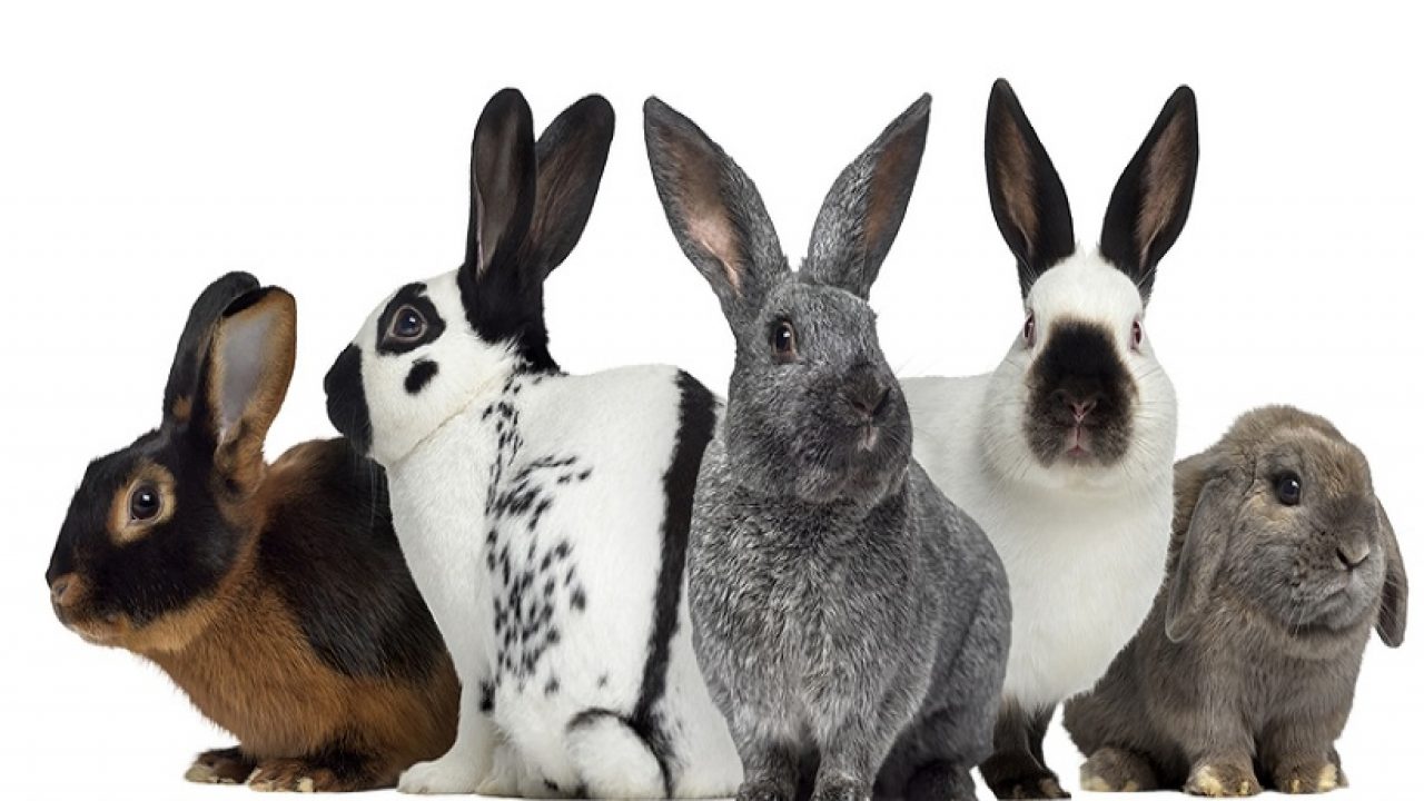 Top 10 Best Breed Of Rabbit For First Time Owners