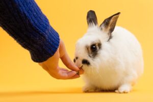 hand feeding rabbit