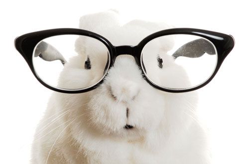 11 Useful Pet Rabbit Hacks For New Rabbit Owners