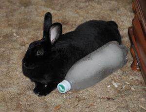 rabbit cooling