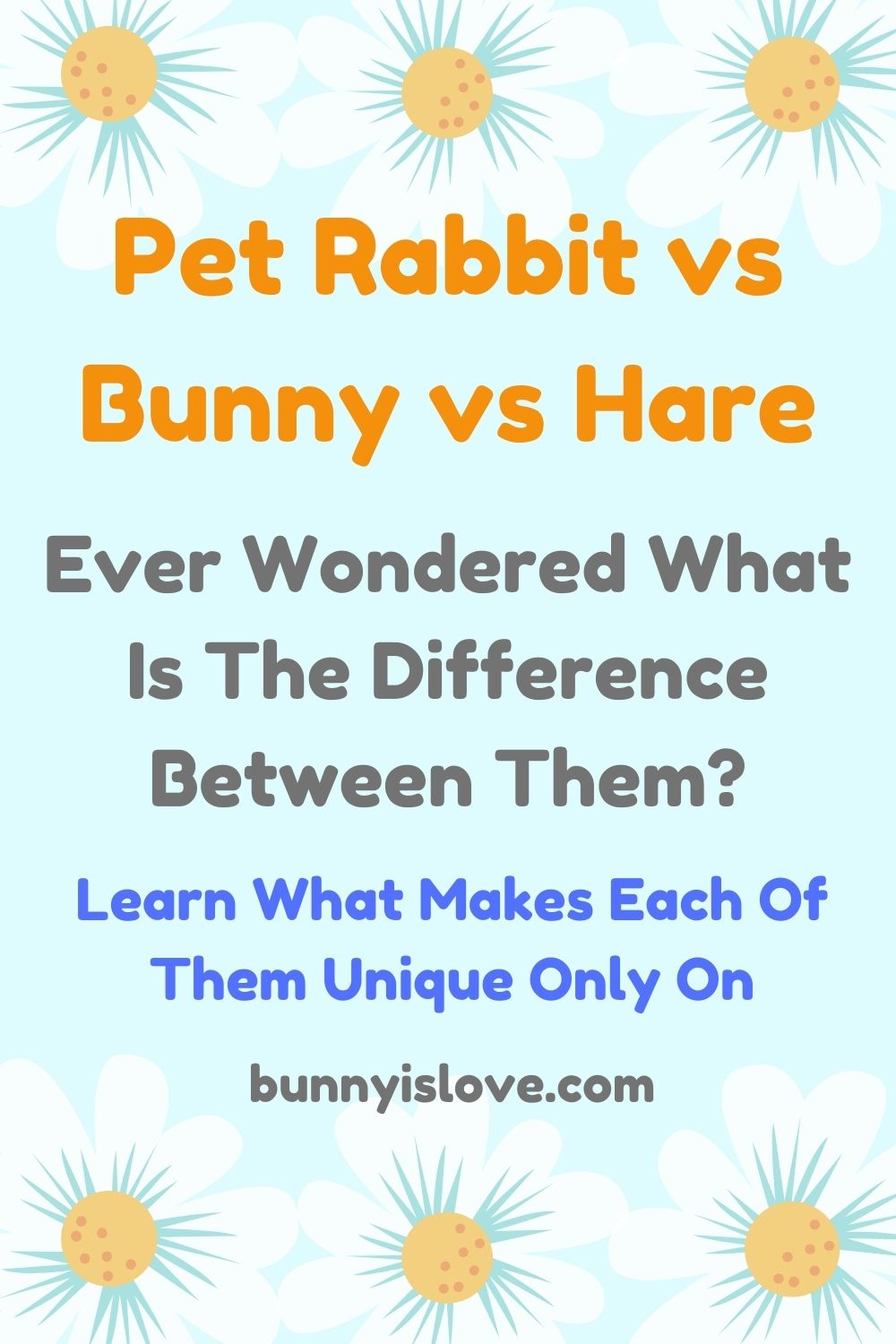 rabbit vs bunny vs hare