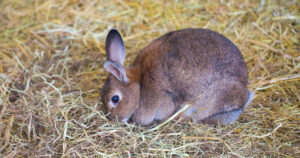 Hay rabbit bedding