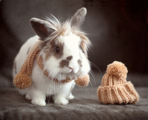 Keep Pet Rabbits Warm During The Winter