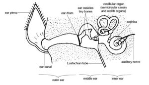 anatomy of a rabbit ear
