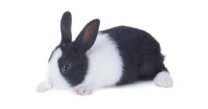 dutch rabbit