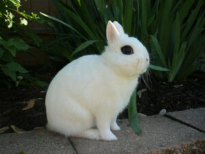 Dwarf Hotot Rabbit