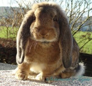 french lop