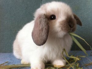 holland lop