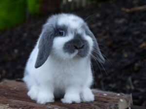 mini lop rabbit