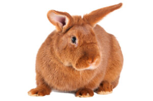 new-zealand-red-rabbit