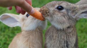 motivate rabbits with food