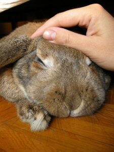 petting a rabbit