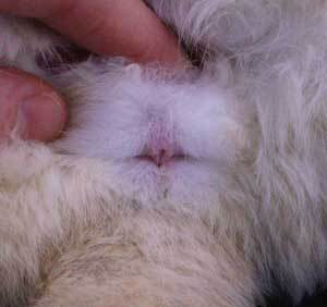 female rabbit vagina