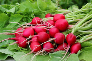 radish for rabbits