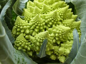 romanesco cauliflower