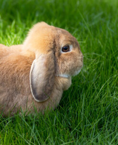 lop eared rabbit