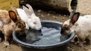 get your rabbit to drink more water