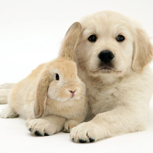 keep rabbits and dogs together