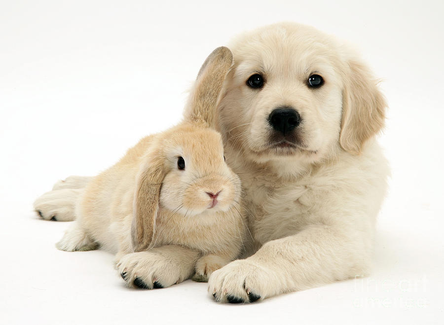 can bunnies be around dogs