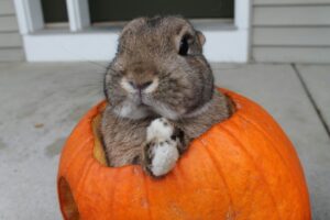 can rabbits eat pumpkin