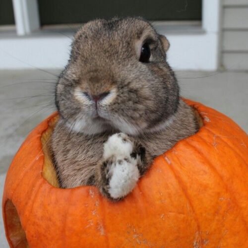 can rabbits eat pumpkin